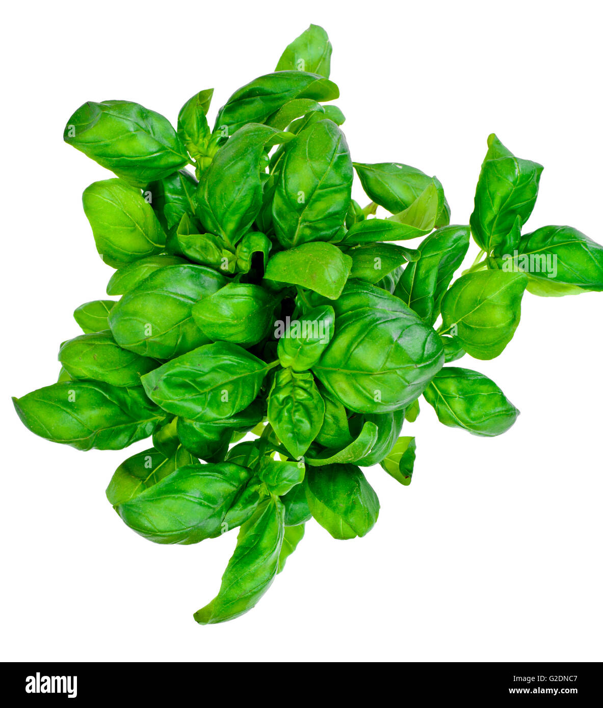 Green Fresh Basil Stock Photo Alamy