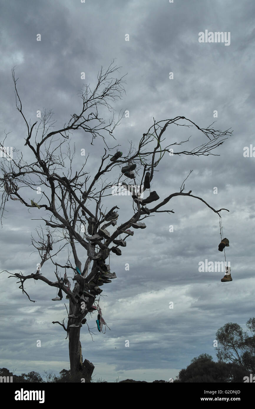 Shoes hanging on a tree in South Australia Australia Stock Photo Alamy