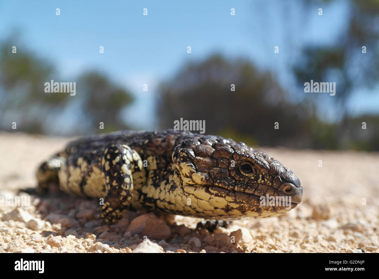 Shingleback Lizard in South Australia Australia Stock Photo Alamy