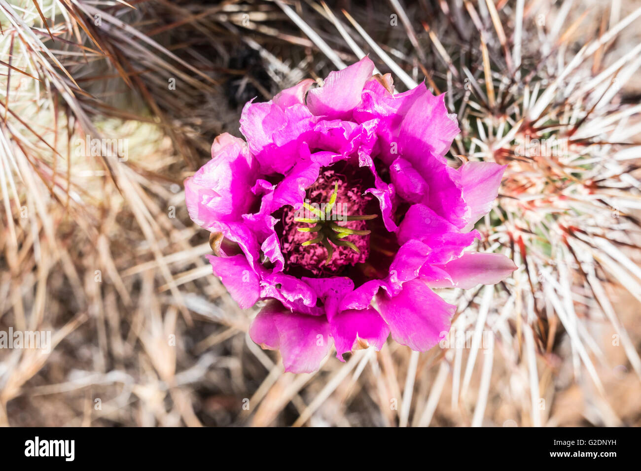 Mojave desert Prickly Pear Cactus flower in Southern Nevada Stock Photo