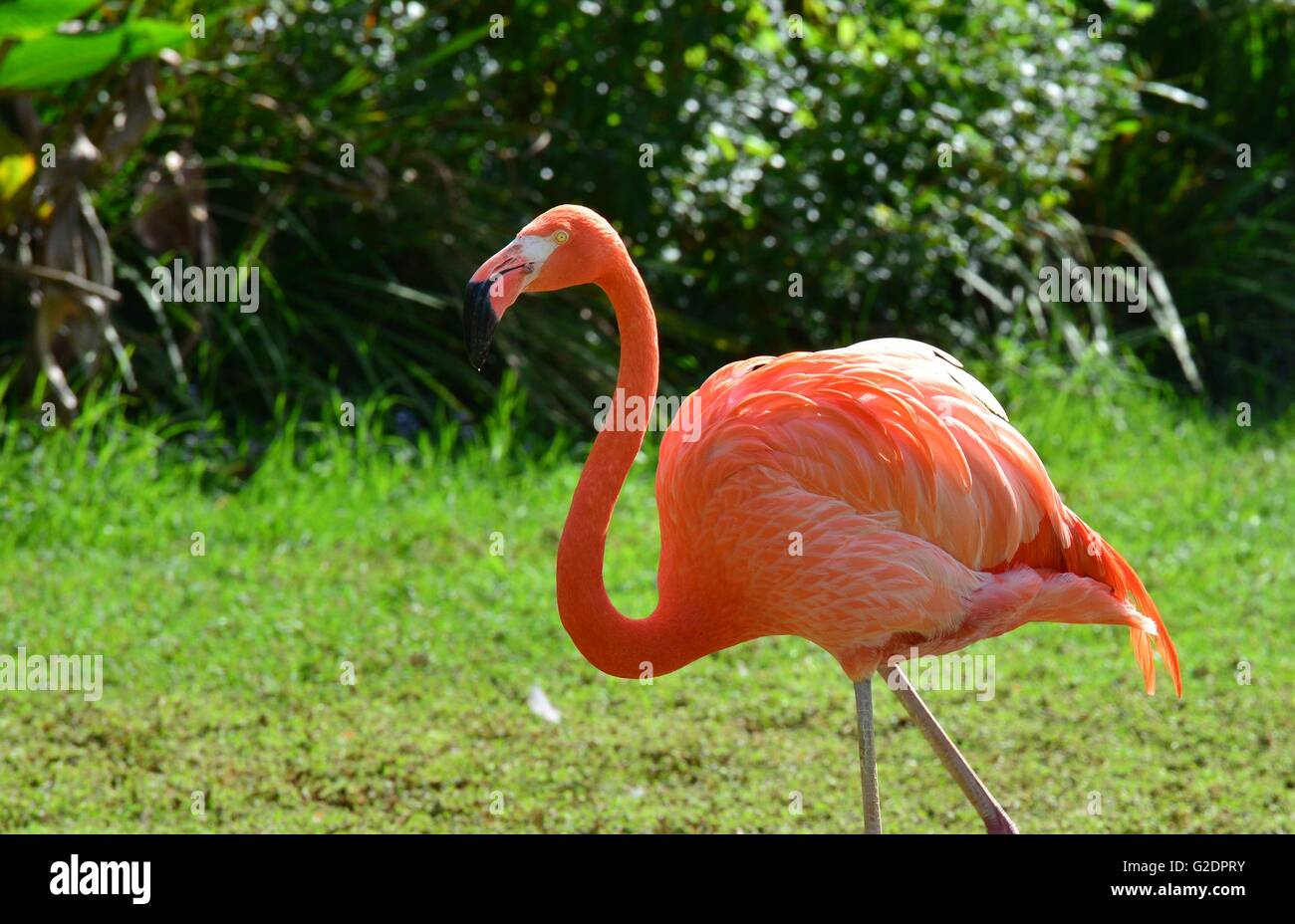 Caribbean Flamingo in South Africa Stock Photo