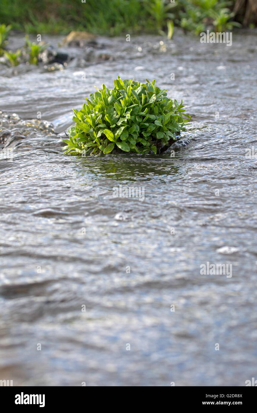 Water plant grows in brook, Netherlands Stock Photo