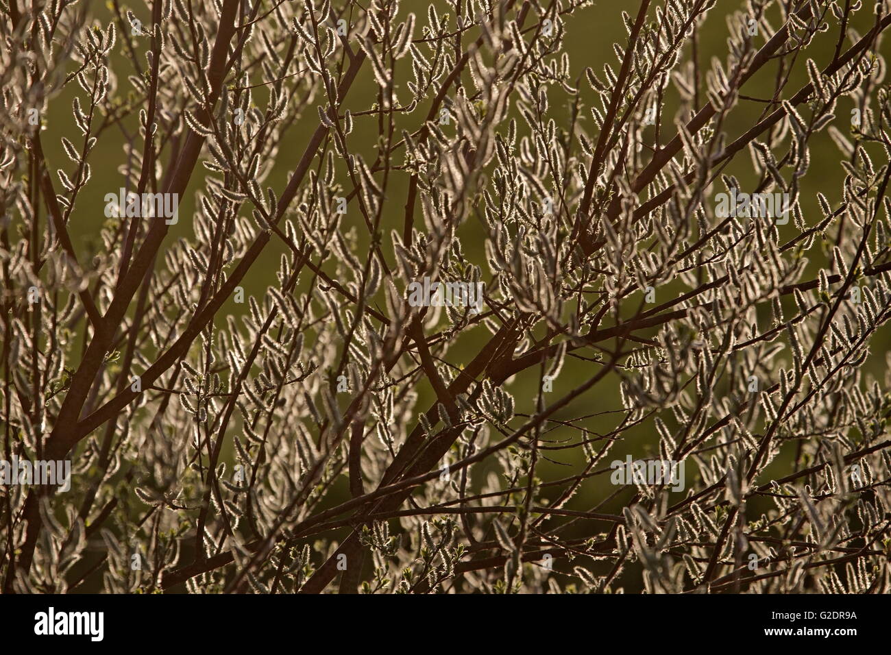Willow catkins in spring, Netherlands Stock Photo