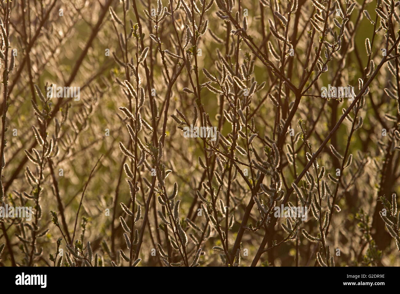 Willow catkins in spring, Netherlands Stock Photo