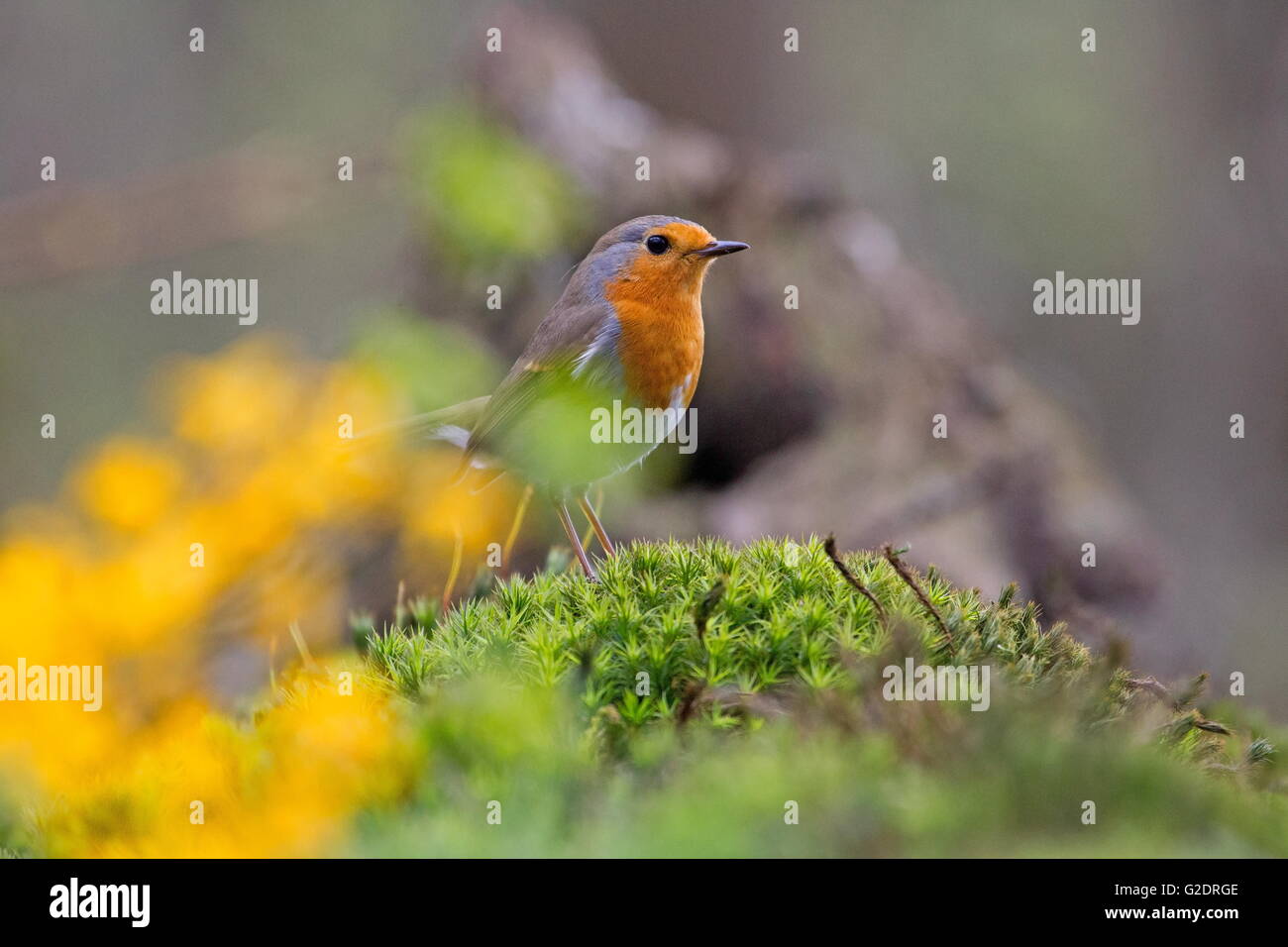 robin sits on the moss in the forest, Netherlands Stock Photo