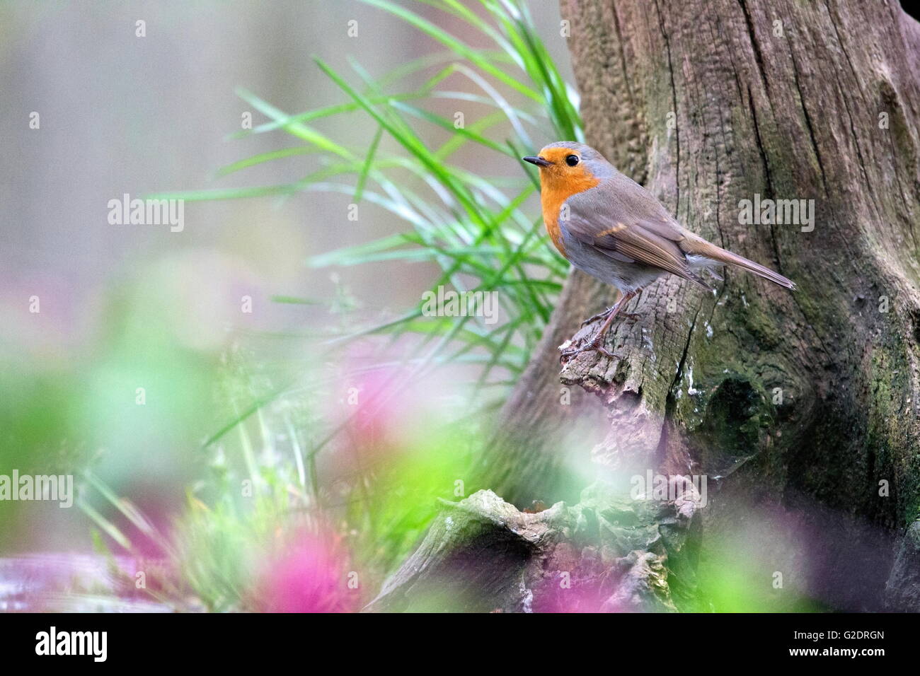 robin sitting on a tree stump in the forest, Netherlands Stock Photo