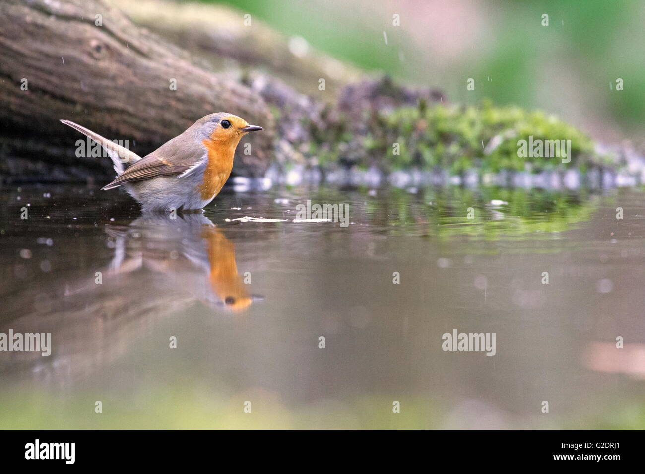 robin sitting in forest puddle in the rain, Netherlands Stock Photo