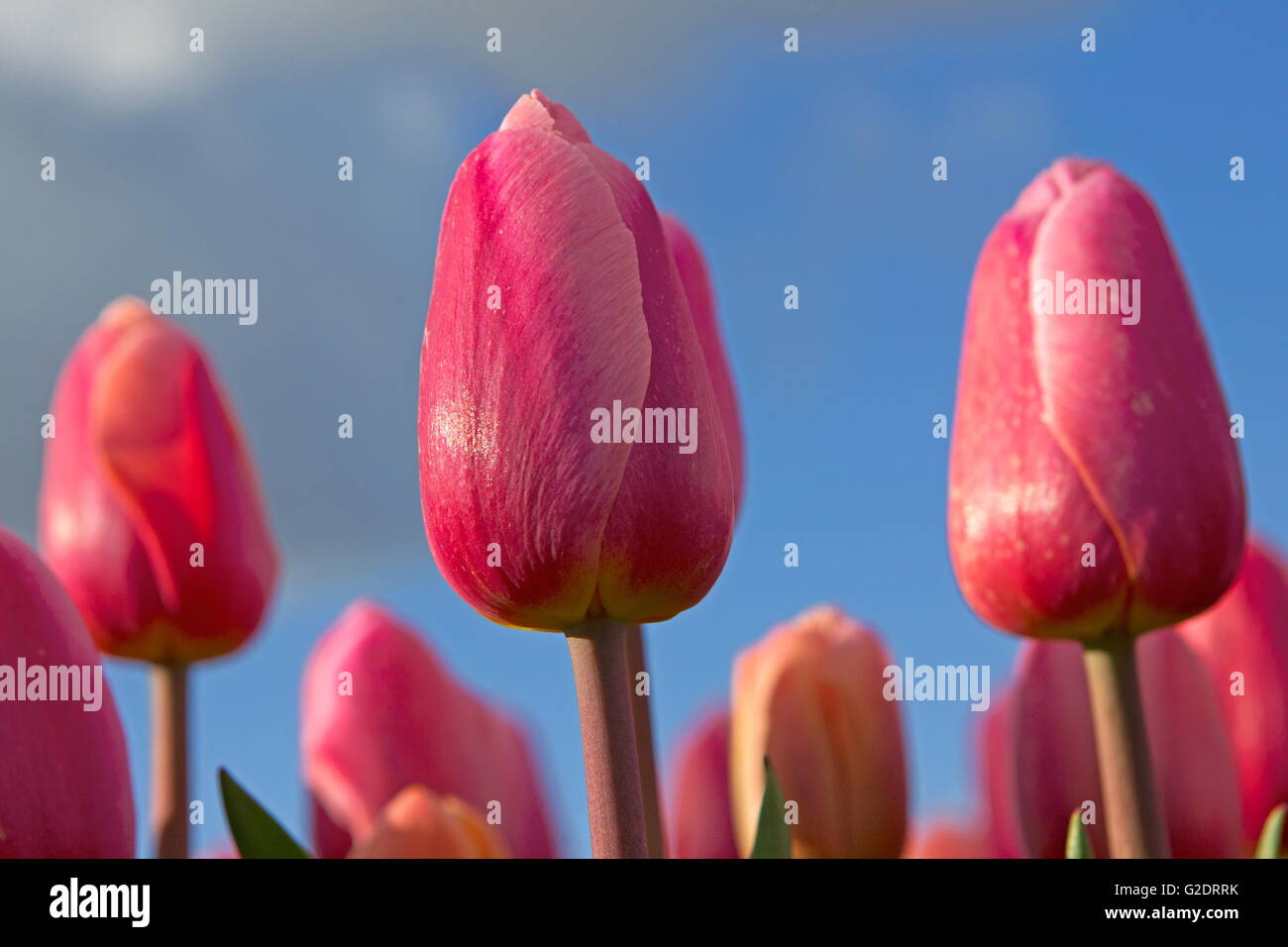Tulips from Holland Stock Photo - Alamy