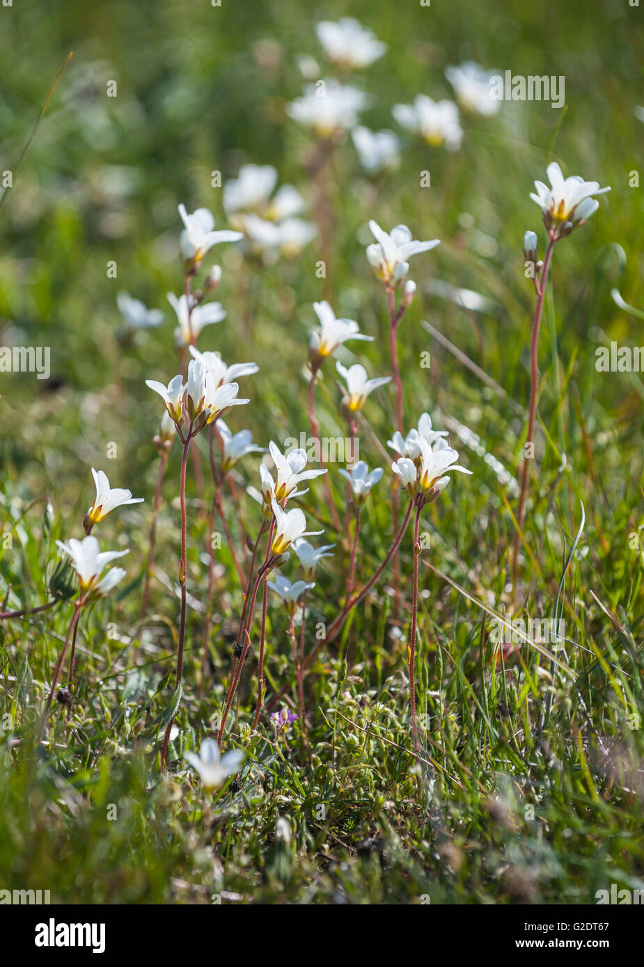 Meadow Saxifrage (Saxifraga granulata) Stock Photo