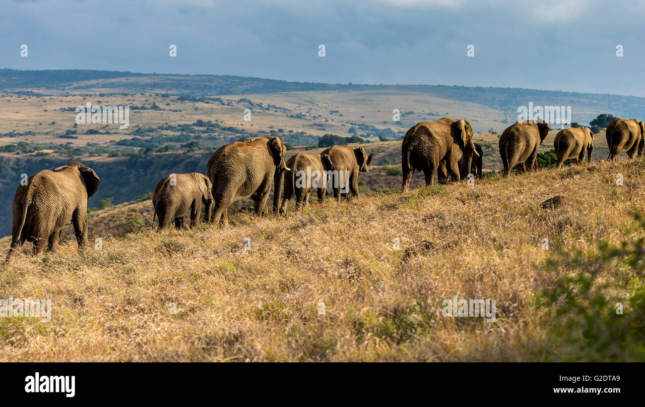 Elephant Herd On The Move Stock Photo