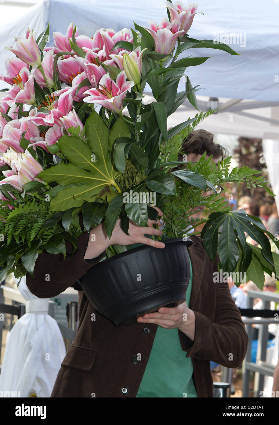 A woman takes home plants on the last day of the 2016 RHS Chelsea Flower Show at the Royal Hospital Chelsea, London. Stock Photo