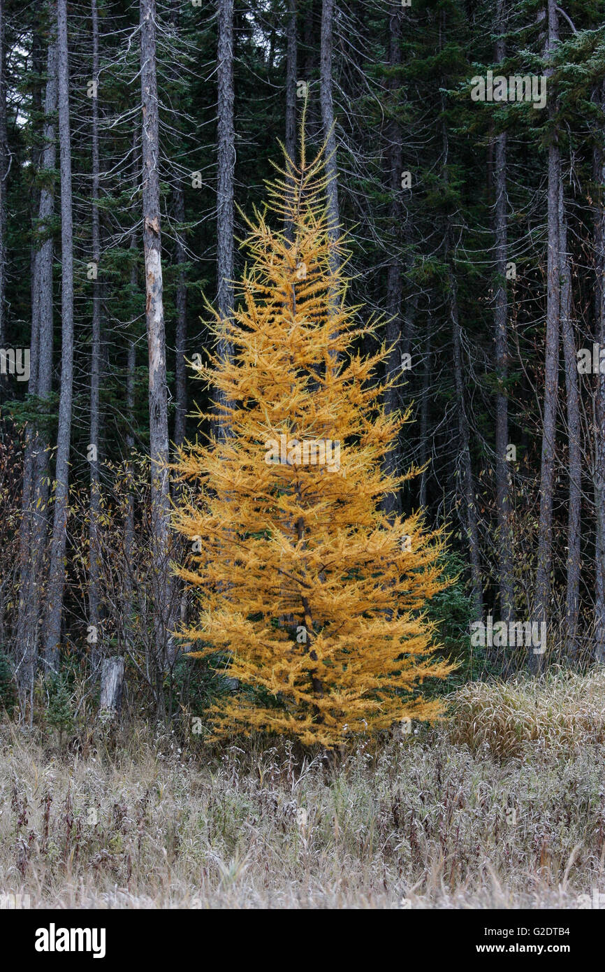 Eastern Larch  or tamarack , (Larix laricina), is one of the last trees to change color in the fall in Voyageurs National Park Stock Photo