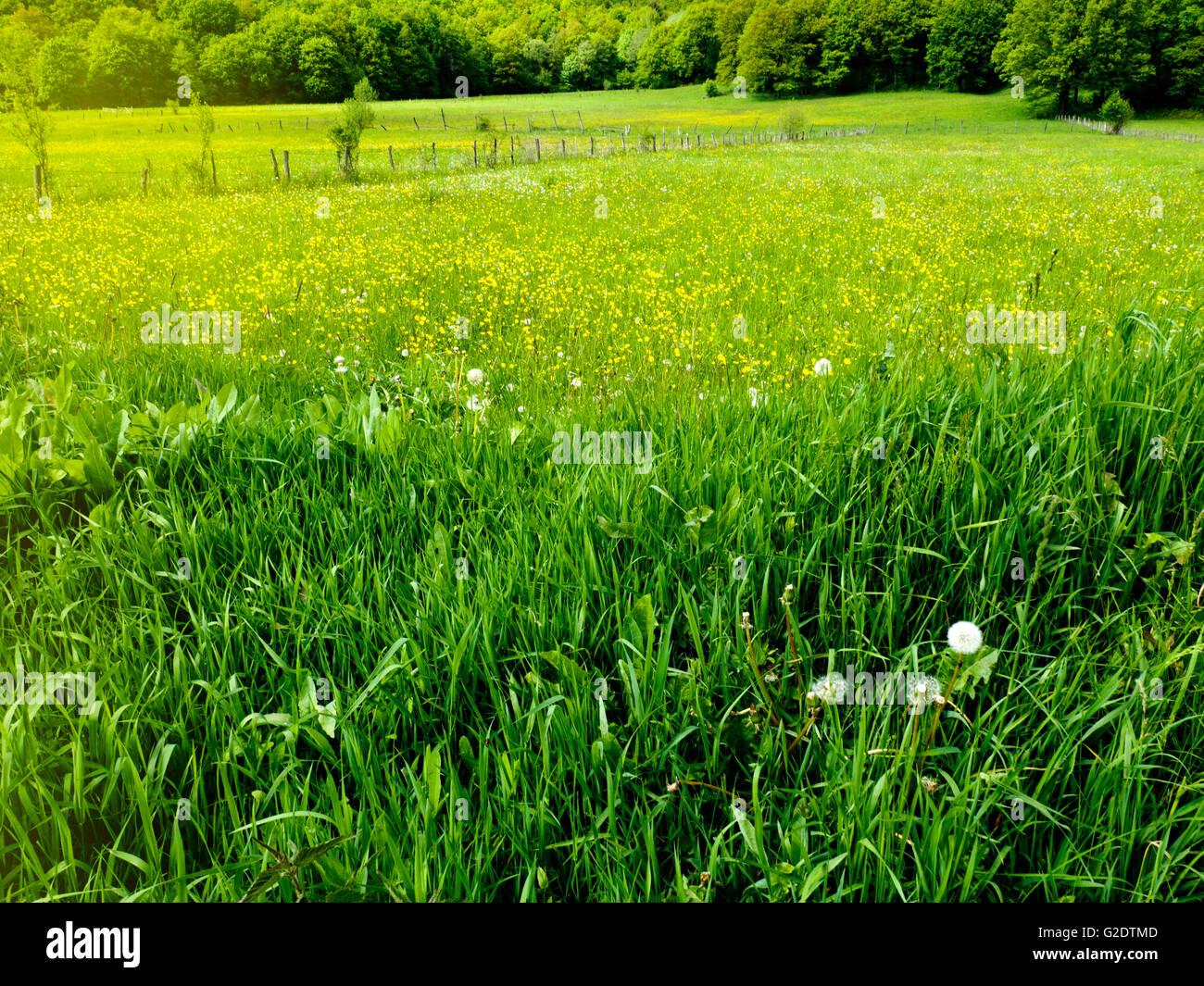 Grass field picnic hi-res stock photography and images - Alamy