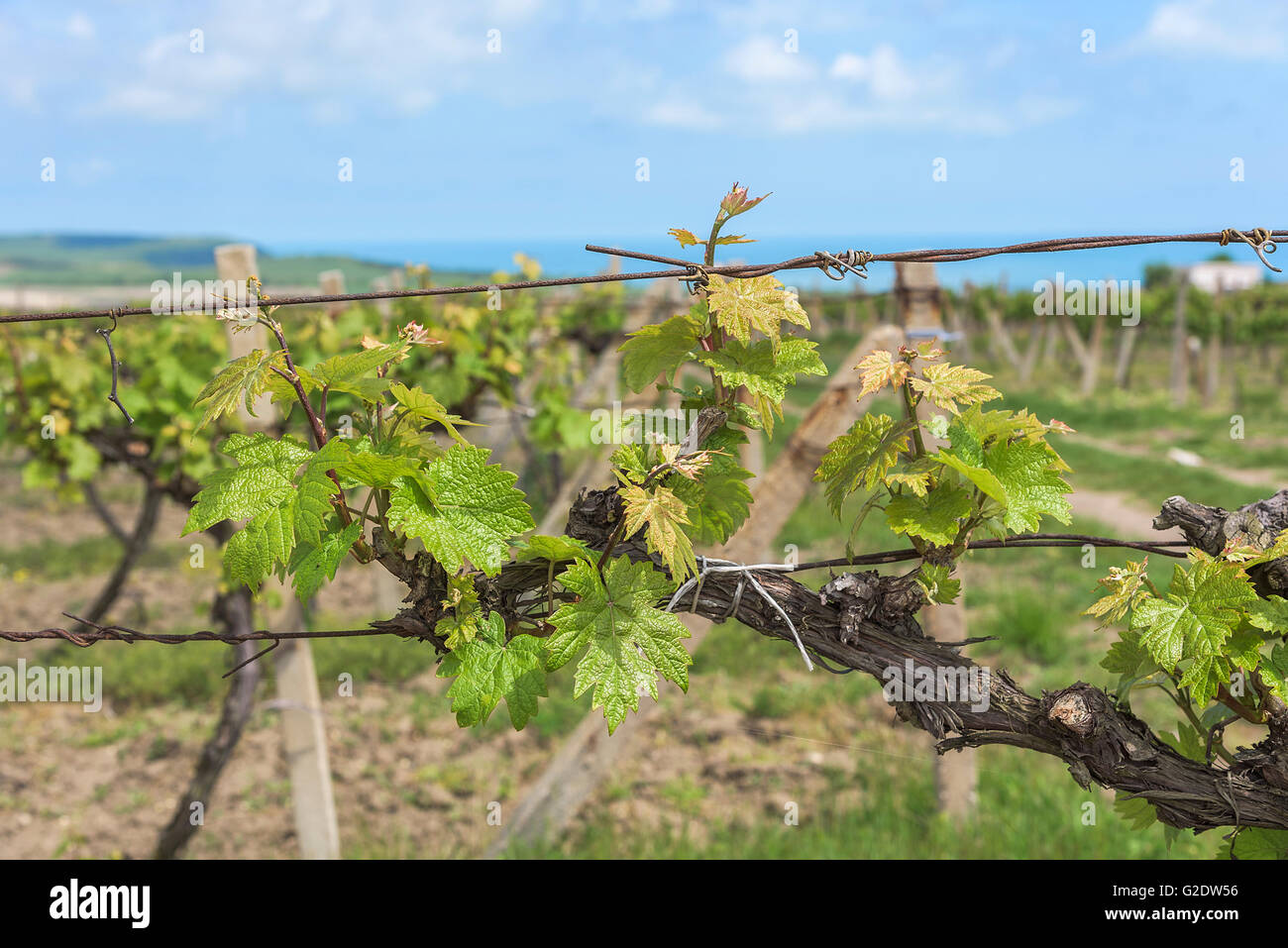 Spring Vineyard with early blossoming leaves in the daytime. Stock Photo