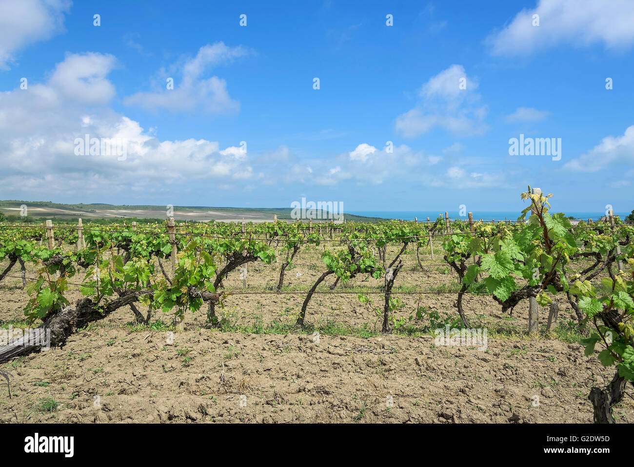 Vineyard field in early spring hi-res stock photography and images - Alamy