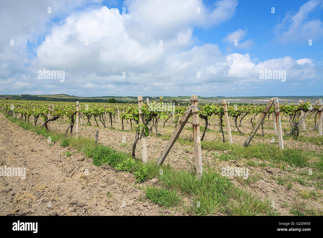 Early spring vineyard hi-res stock photography and images - Alamy