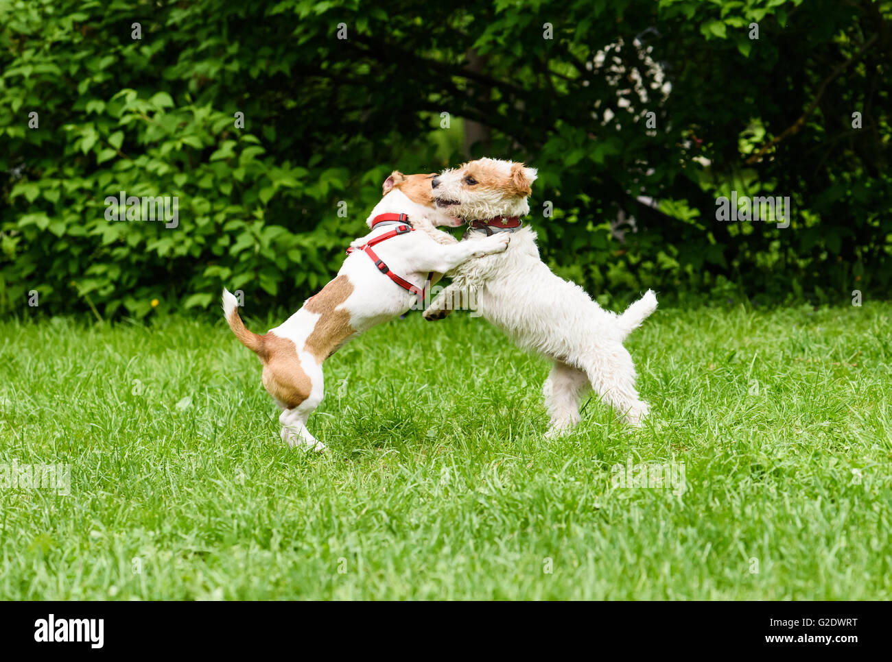 Smooth coat vs Broken coat. Two funny Jack Russell Terriers play Stock  Photo - Alamy