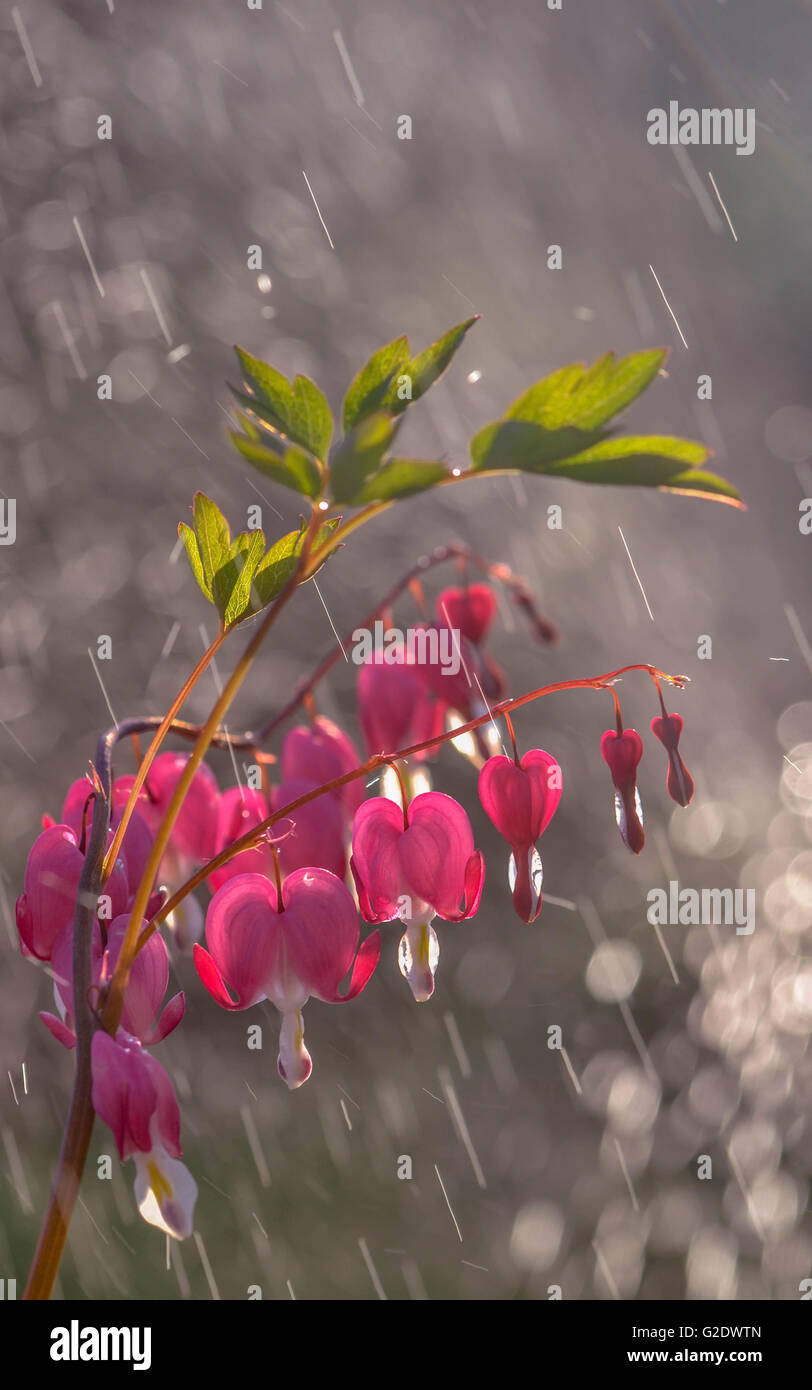 Beautiful Dicentra in the rain, gardening Stock Photo Alamy