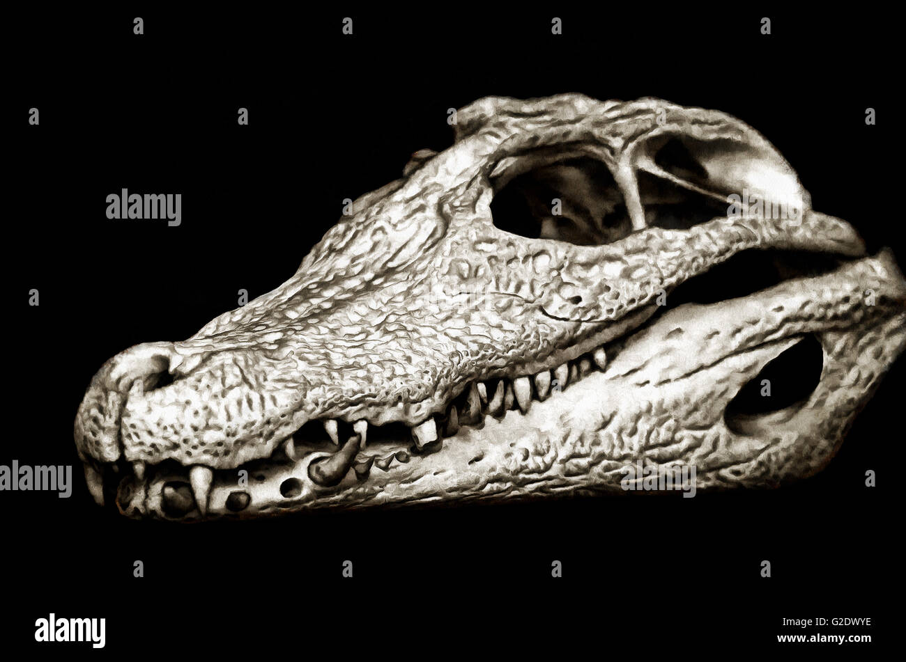 Skull spectacled caiman, Caiman crocodiles (crocodilus), painting Stock