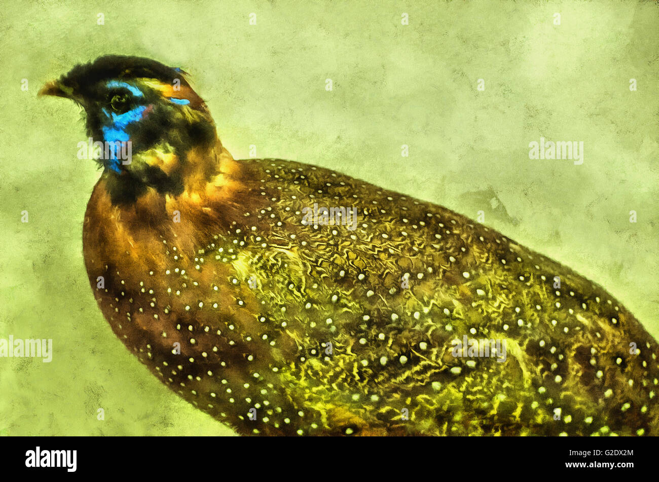 Satyr Tragopan, Tragopan or red (Latin Tragopan satyra.) - Asian bird