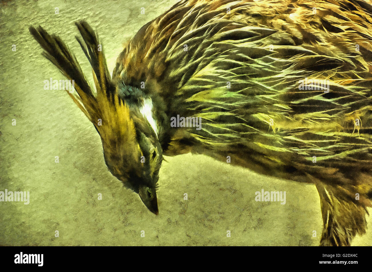 klass exotic birds