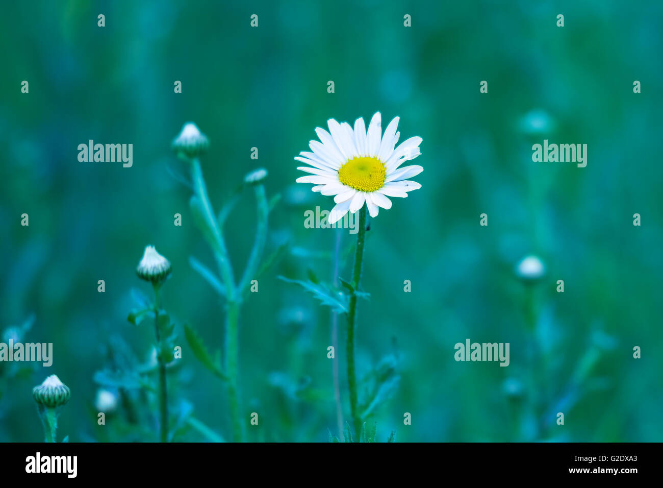 Leucanthemum vulgare, oxeye daisy flower blooming against a fresh background Stock Photo