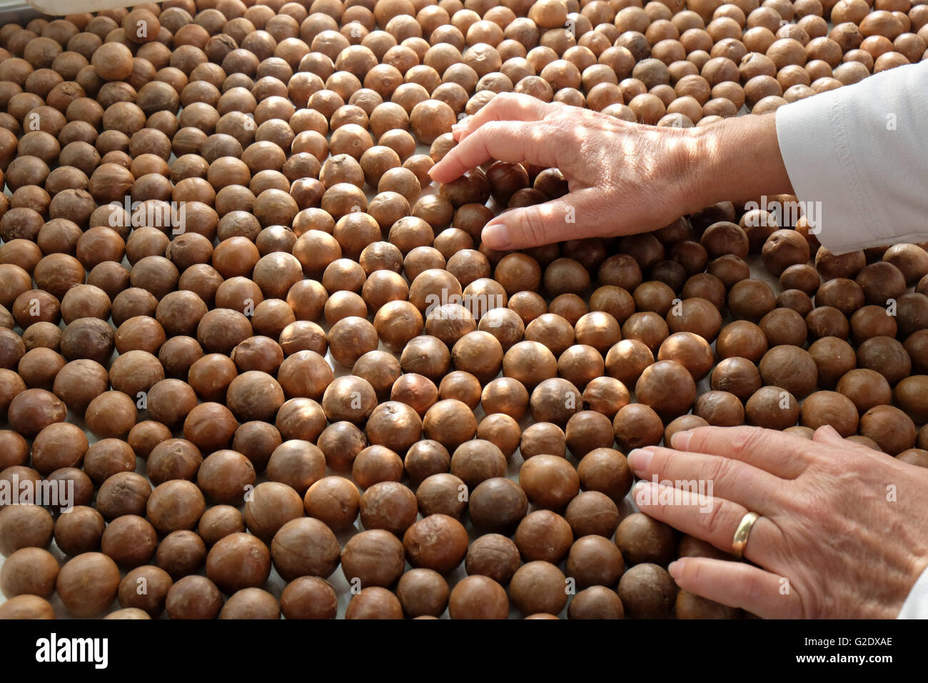 Macadamia Nut sorting Stock Photo