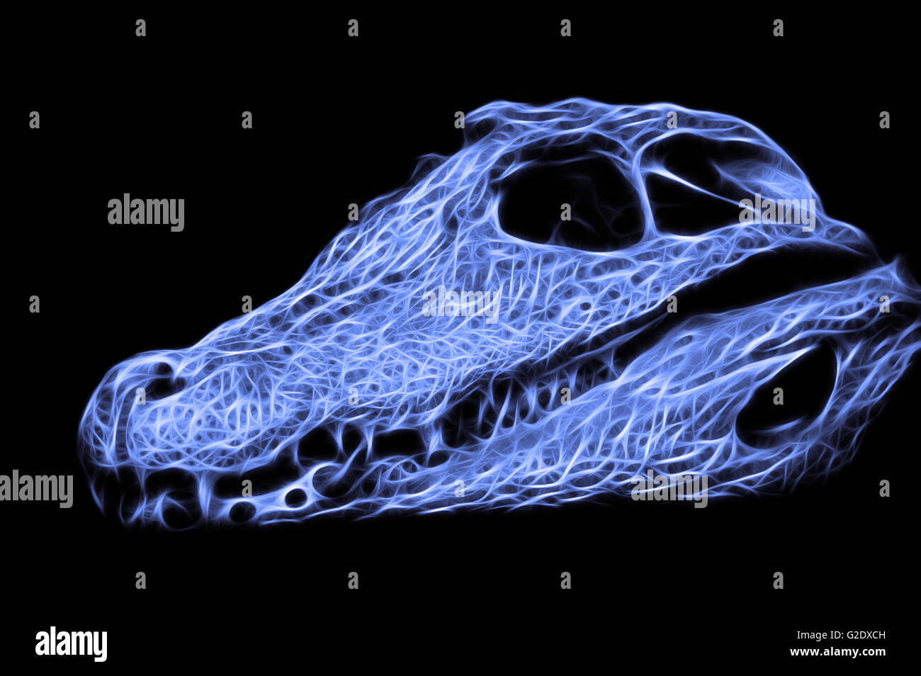 Skull spectacled caiman, Caiman crocodiles (crocodilus), painting Stock