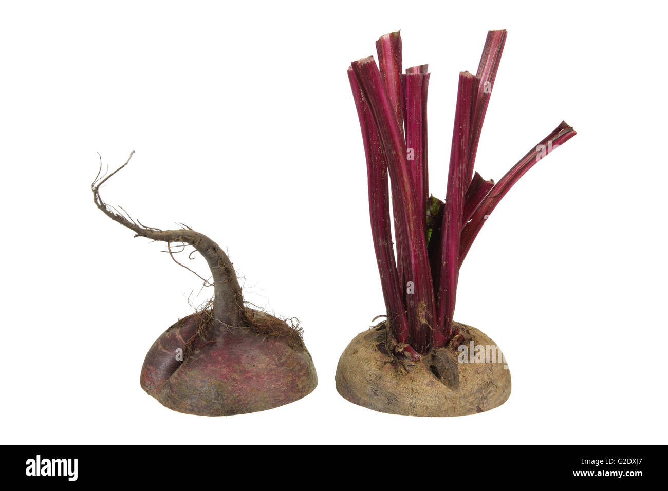 summit white dark beetroot