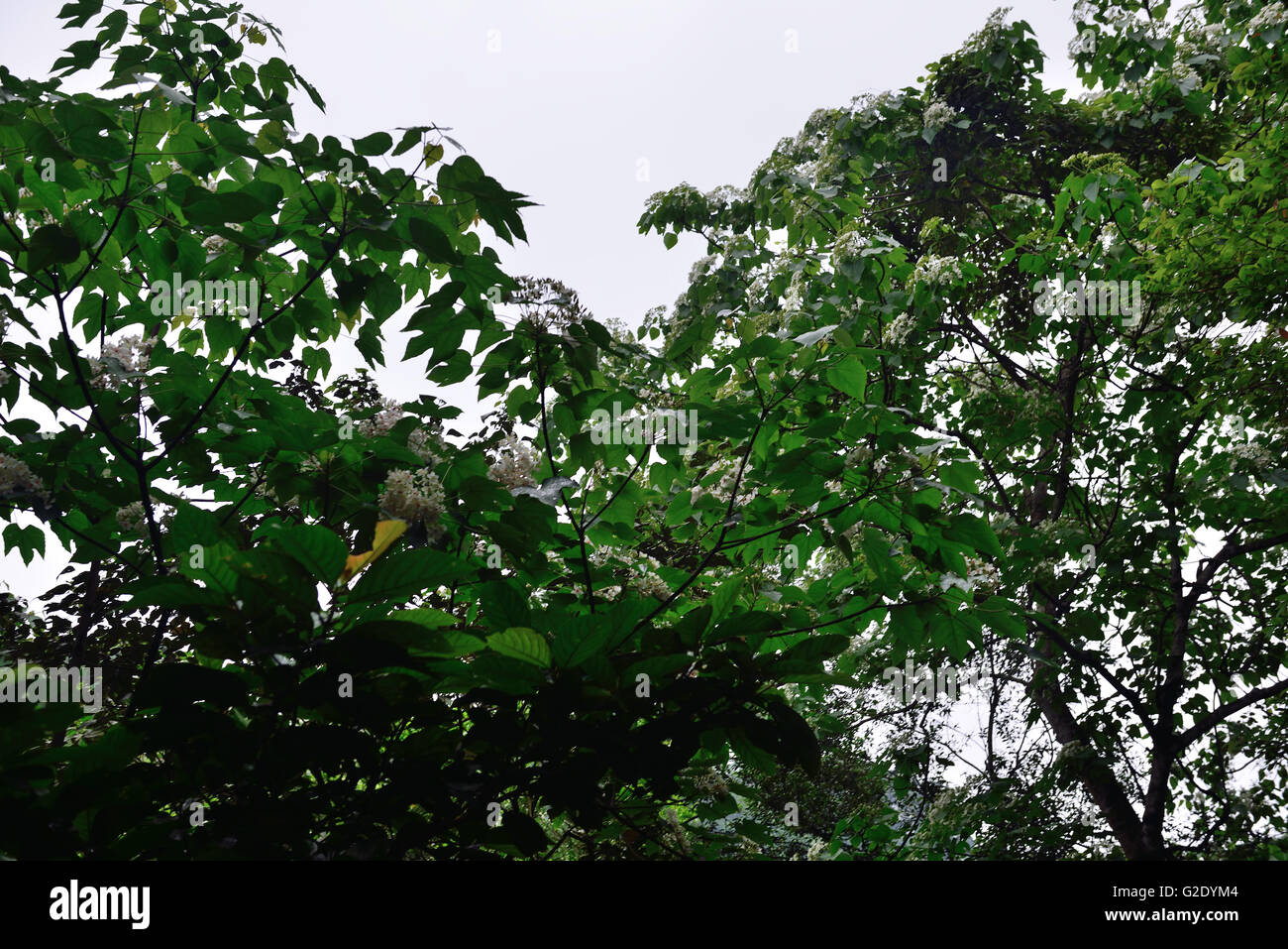 Tung flowers,Hakka,Tung oil Stock Photo - Alamy