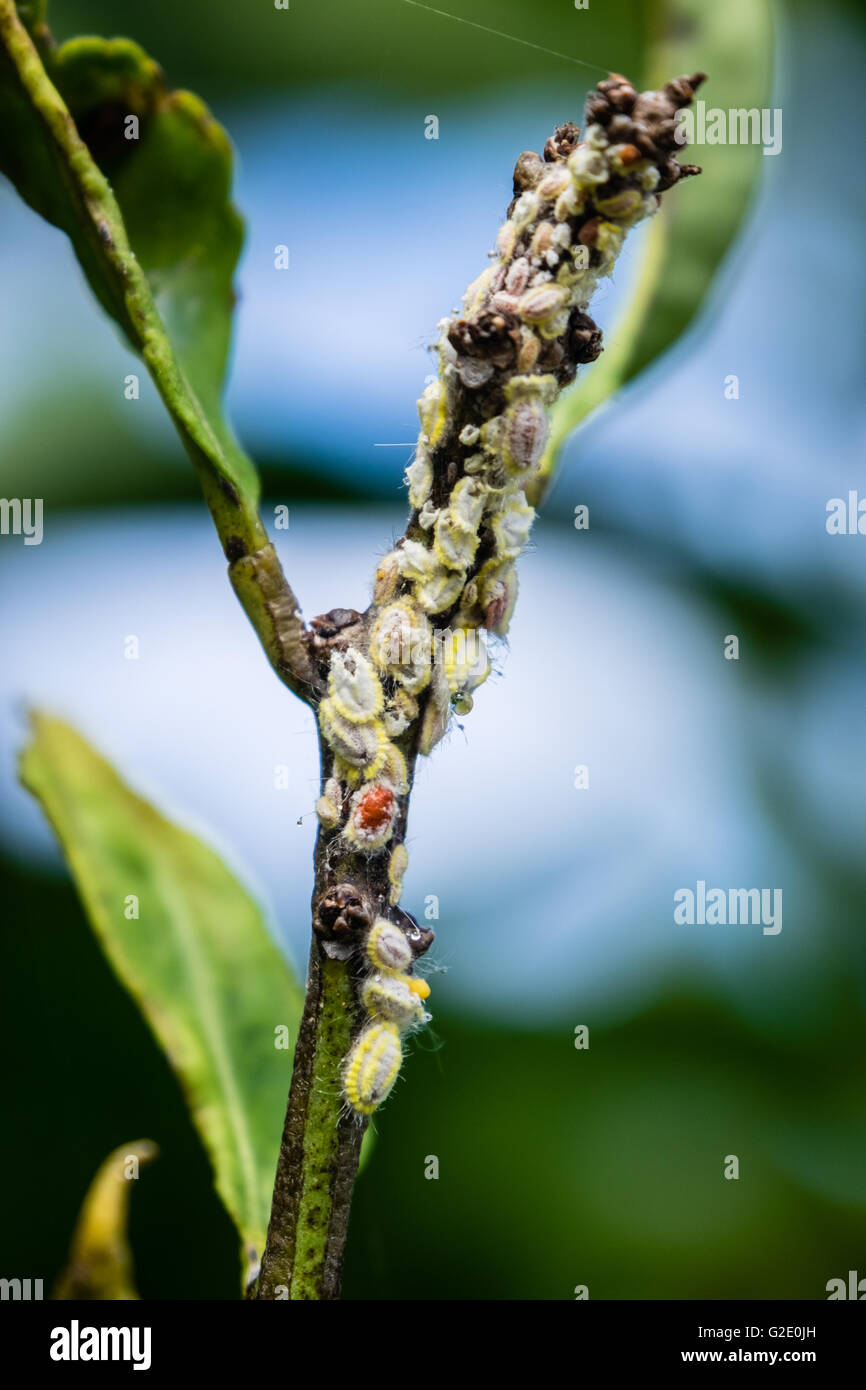 Mealy bugs in lemon tree Stock Photo