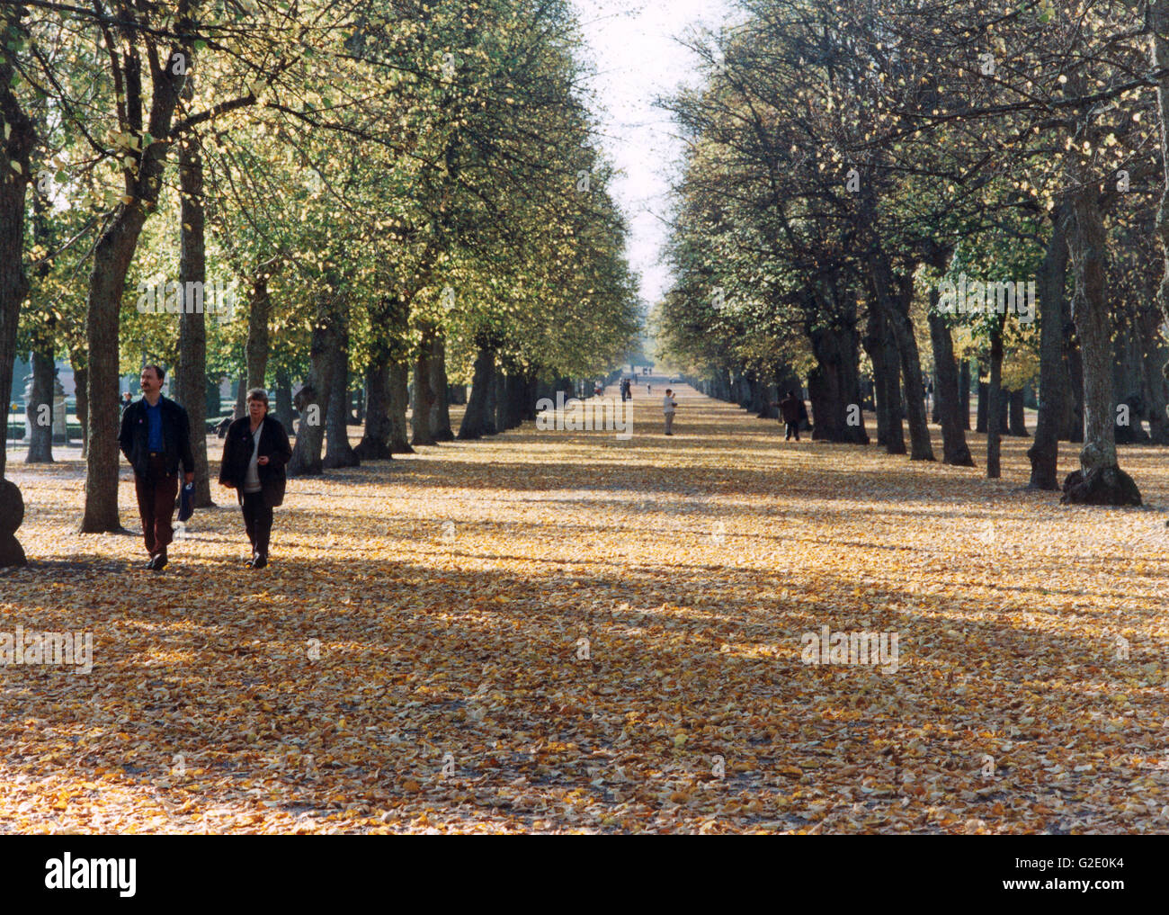 Autumn leaves Stock Photo