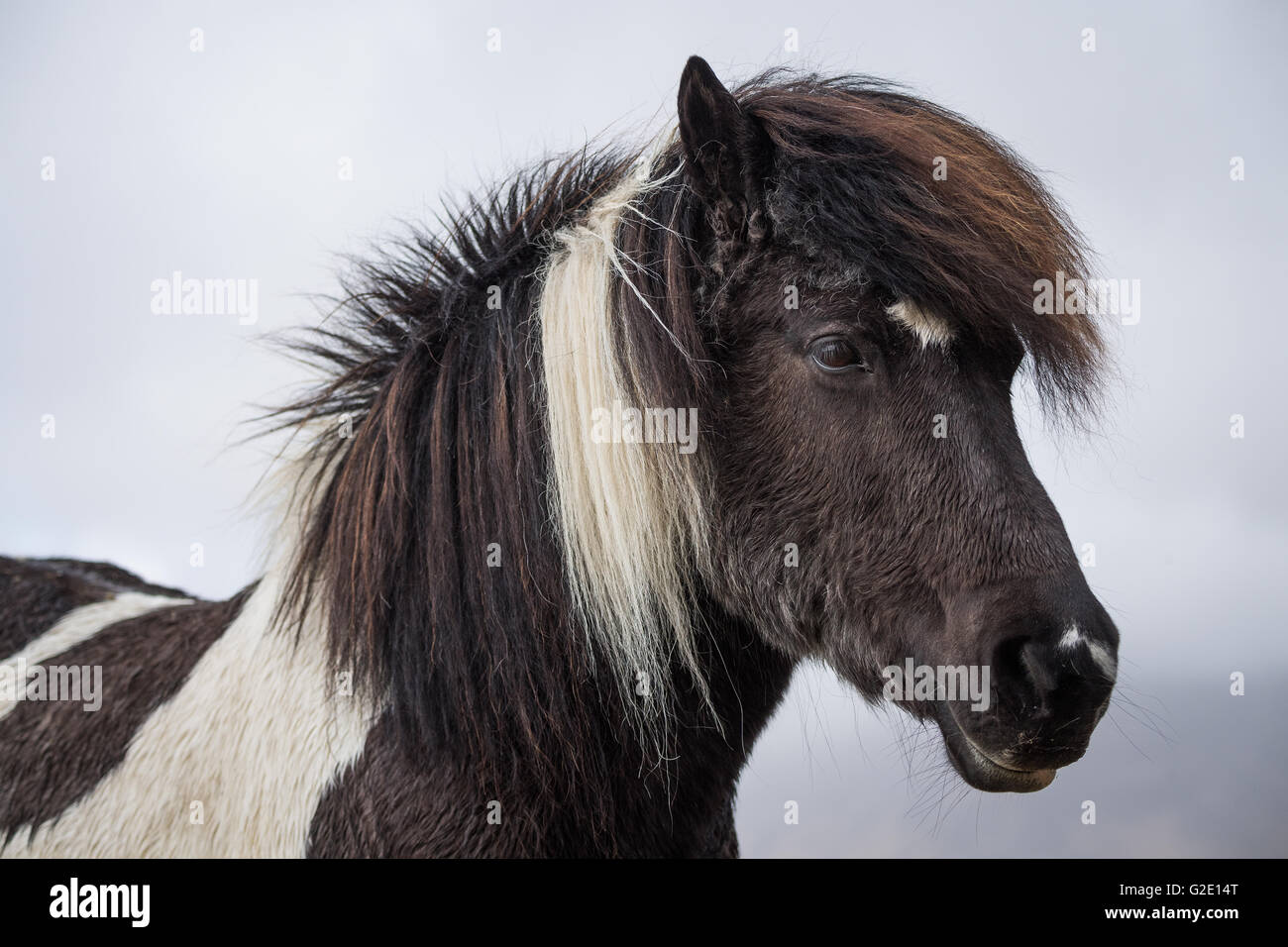 Icelandic horse, portrait, Vik, Iceland Stock Photo