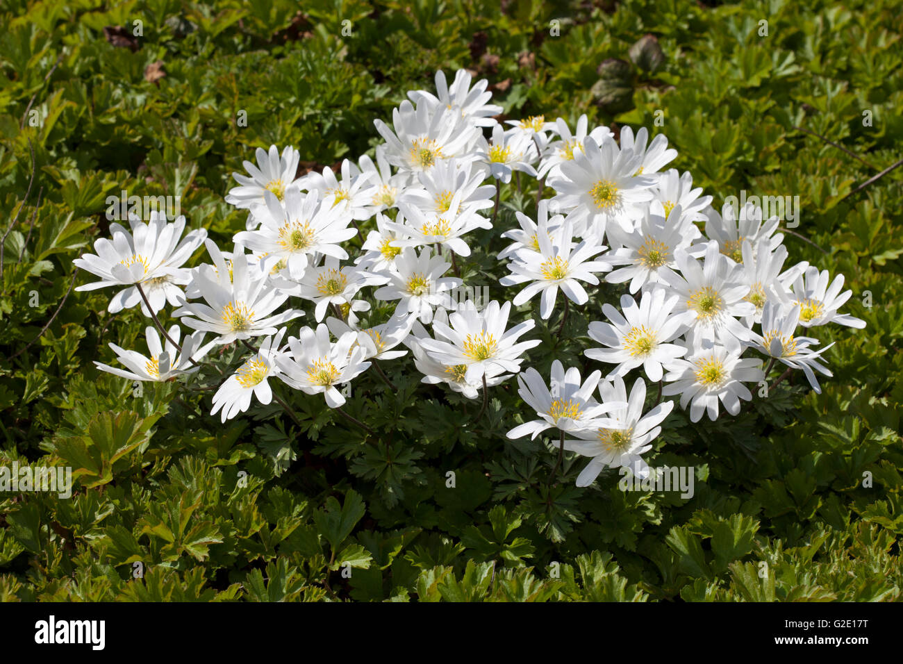 Grecian Windflowers (Anemone blanda 'White Splendour') Stock Photo