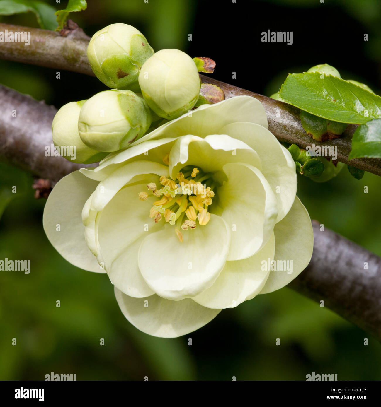 Flowering Quince (Chaenomeles x superba), flower and buds, Germany Stock Photo