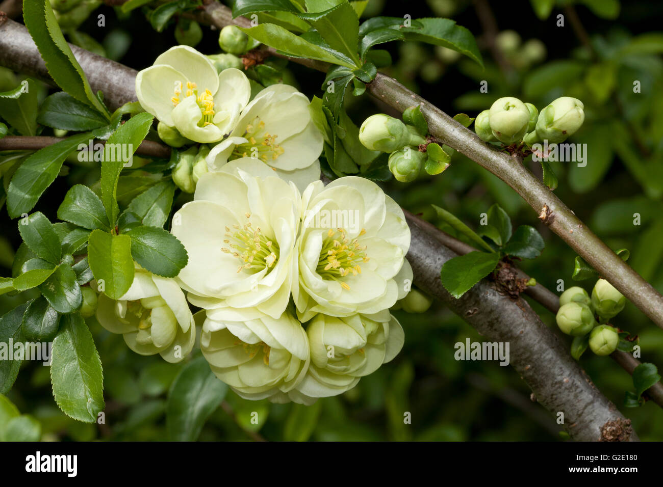Flowering Quince (Chaenomeles x superba), flowers and buds, Germany Stock Photo