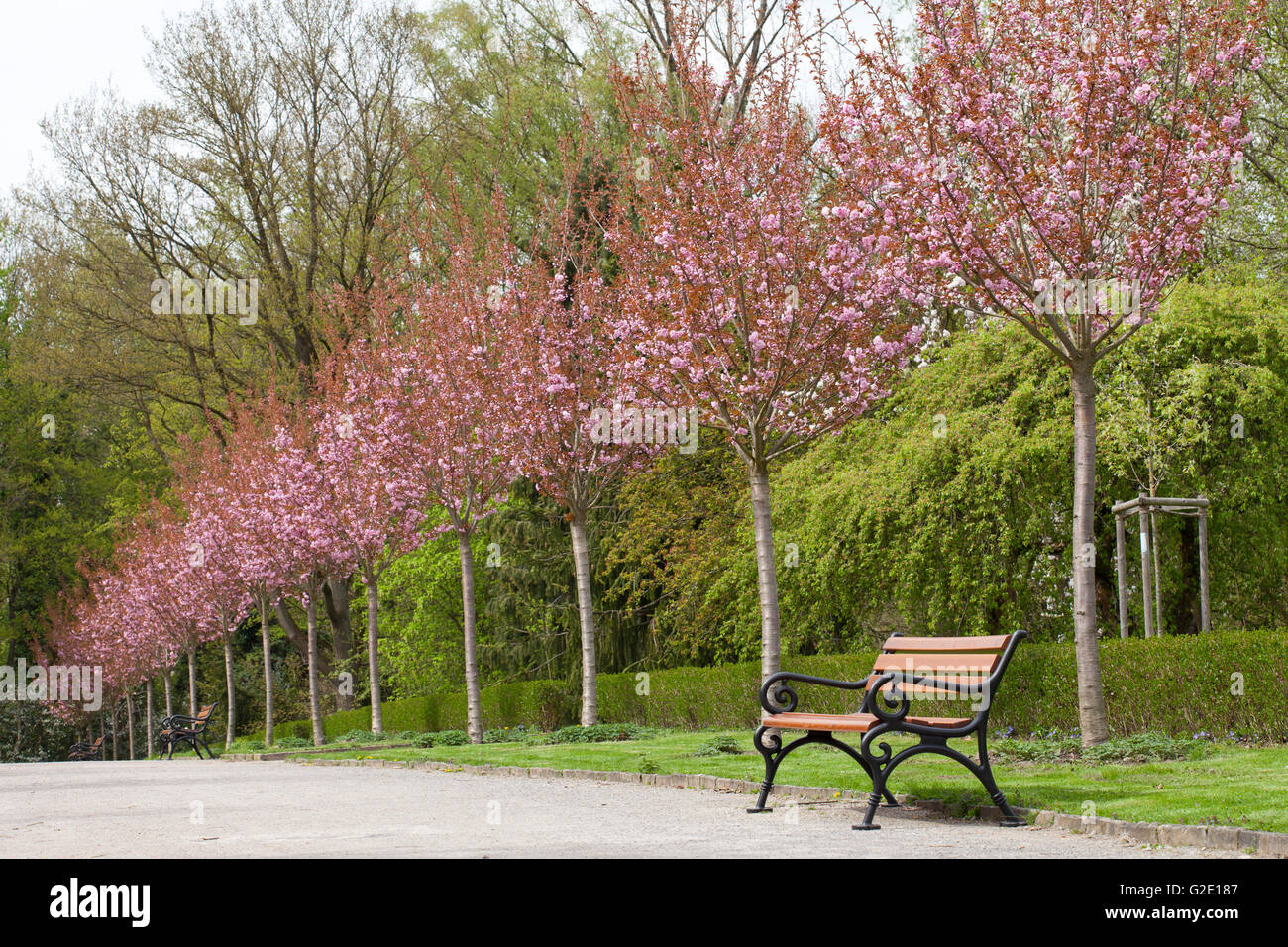 Avenue with flowering Japanese cherry trees, Rombergpark, Dortmund, Ruhr district, North Rhine-Westphalia, Germany Stock Photo