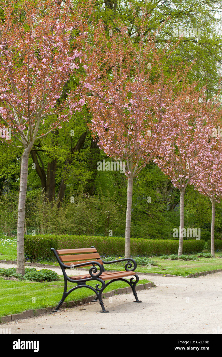 Avenue with flowering Japanese cherry trees, Rombergpark, Dortmund, Ruhr district, North Rhine-Westphalia, Germany Stock Photo