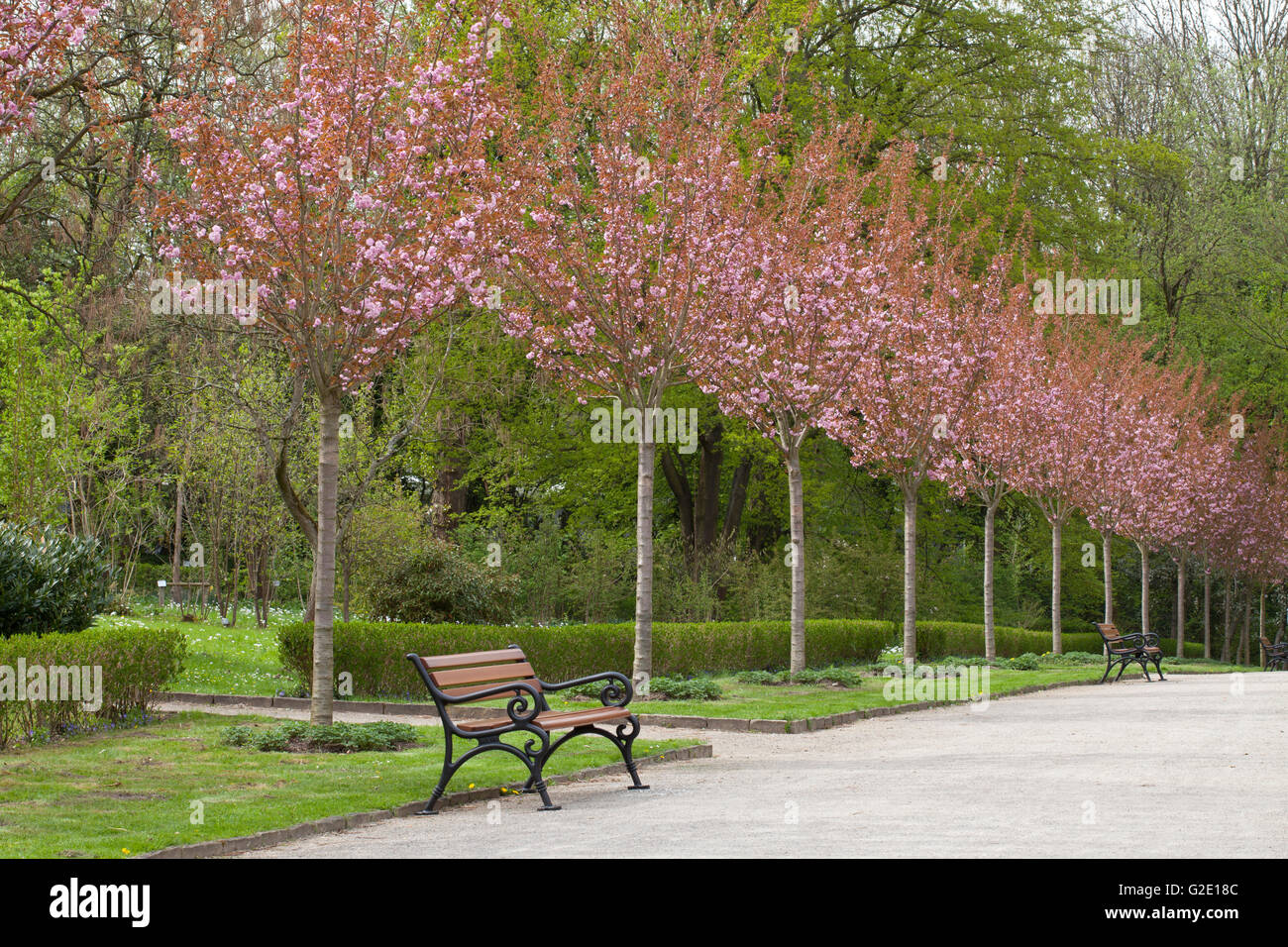 Avenue with flowering Japanese cherry trees, Rombergpark, Dortmund, Ruhr district, North Rhine-Westphalia, Germany Stock Photo