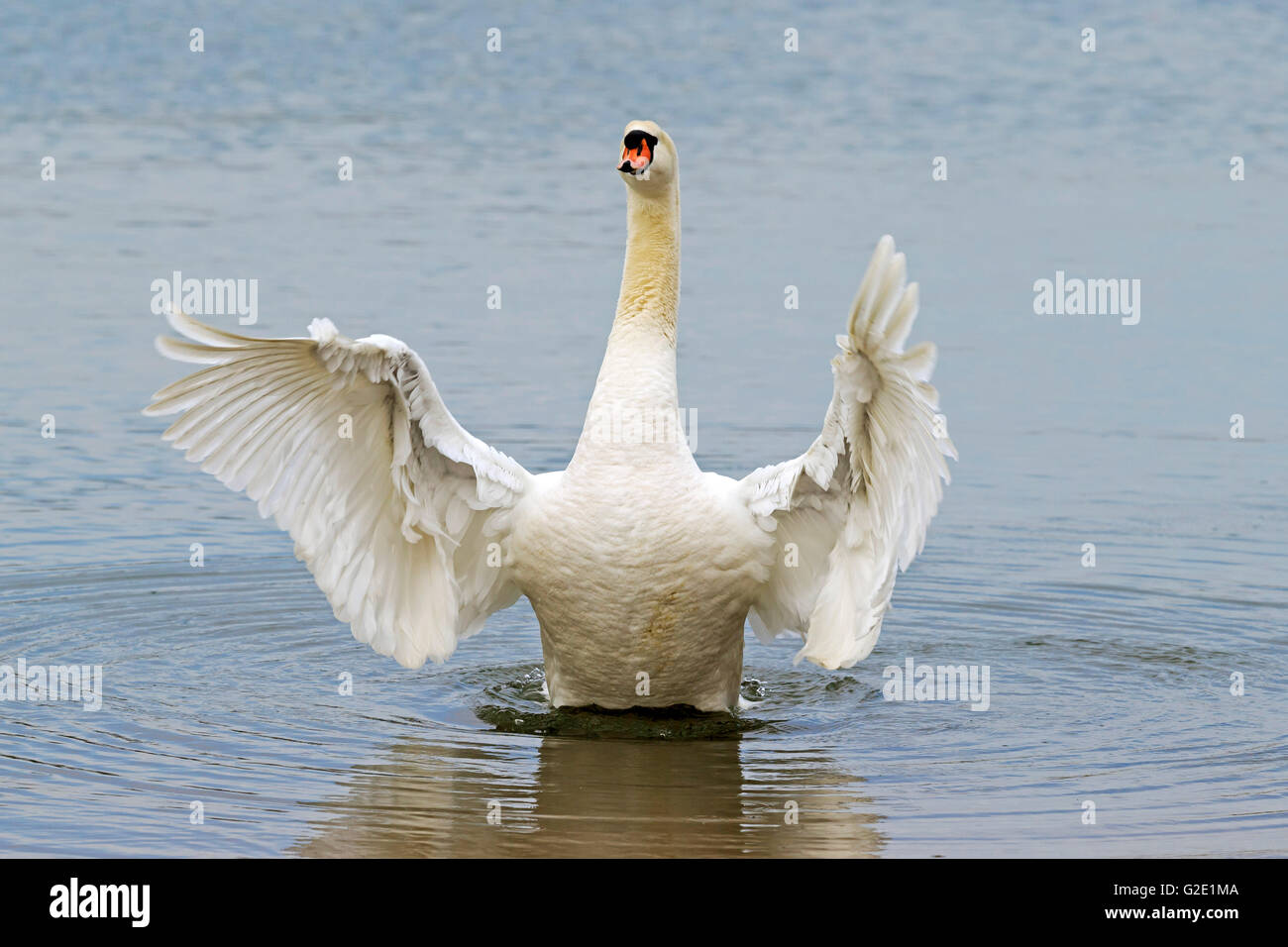 Mute swan (Cygnus olor) in water, wings spread, courtship display, Germany Stock Photo
