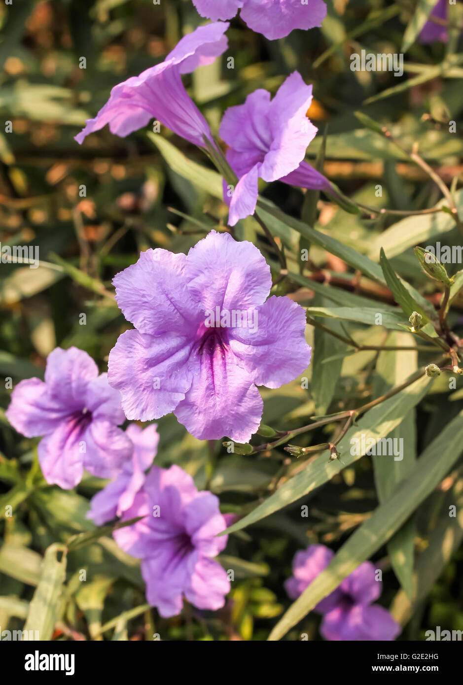 Fresh group purple ruellias flower in the garden Stock Photo