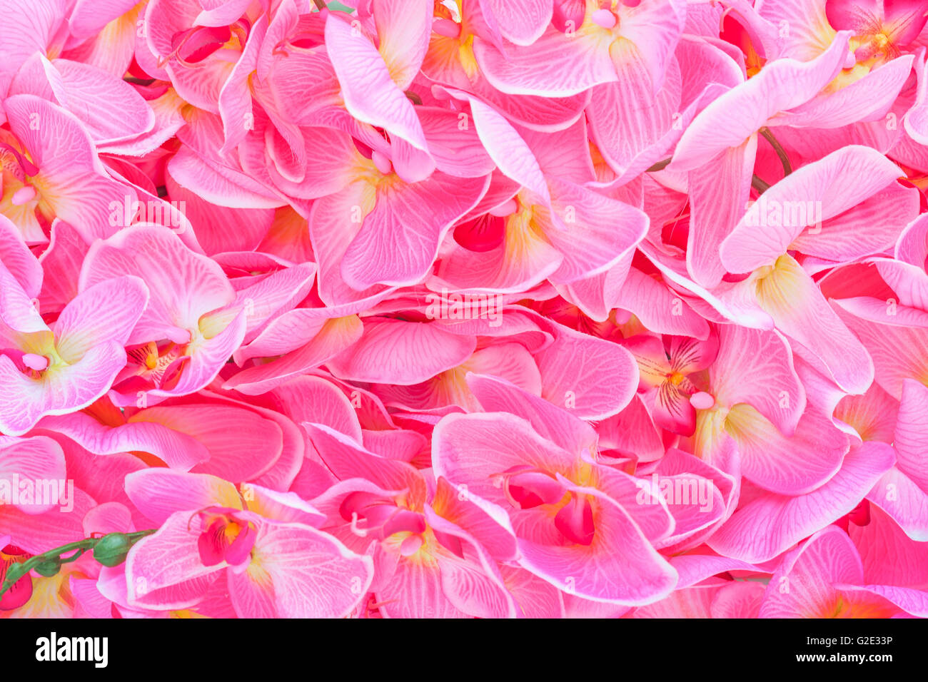 dense background of red orchid Stock Photo