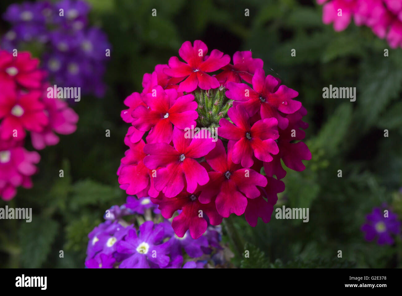 Red verbena flower hi-res stock photography and images - Alamy