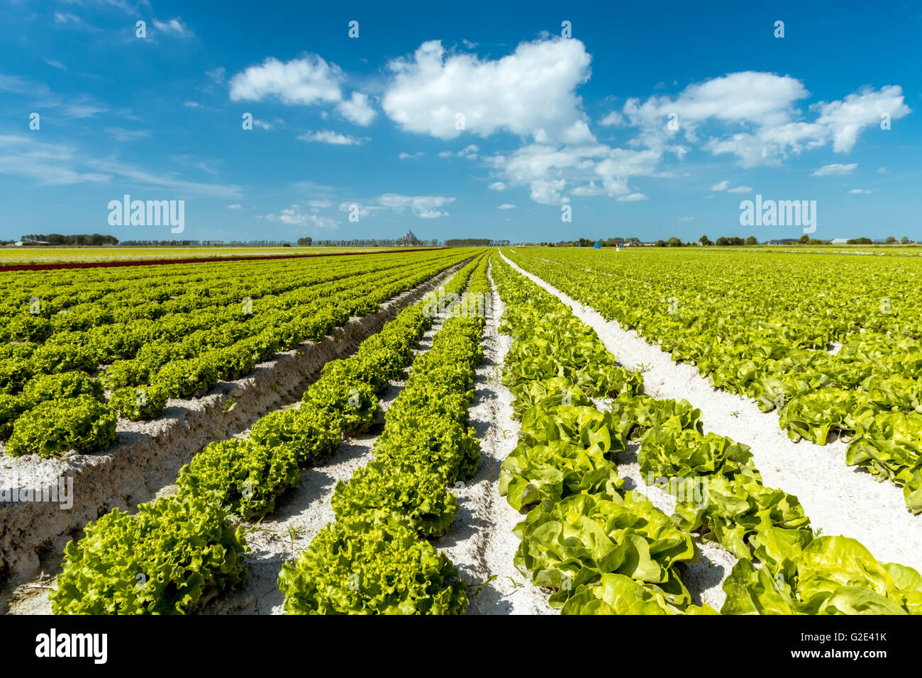 Spring Lettuce field Stock Photo