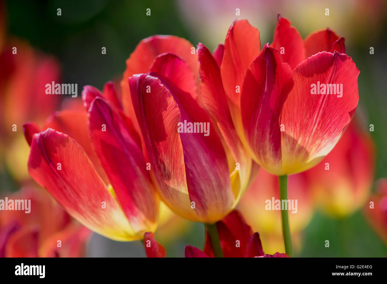 Three sunlit red and yellow tulips close up Stock Photo