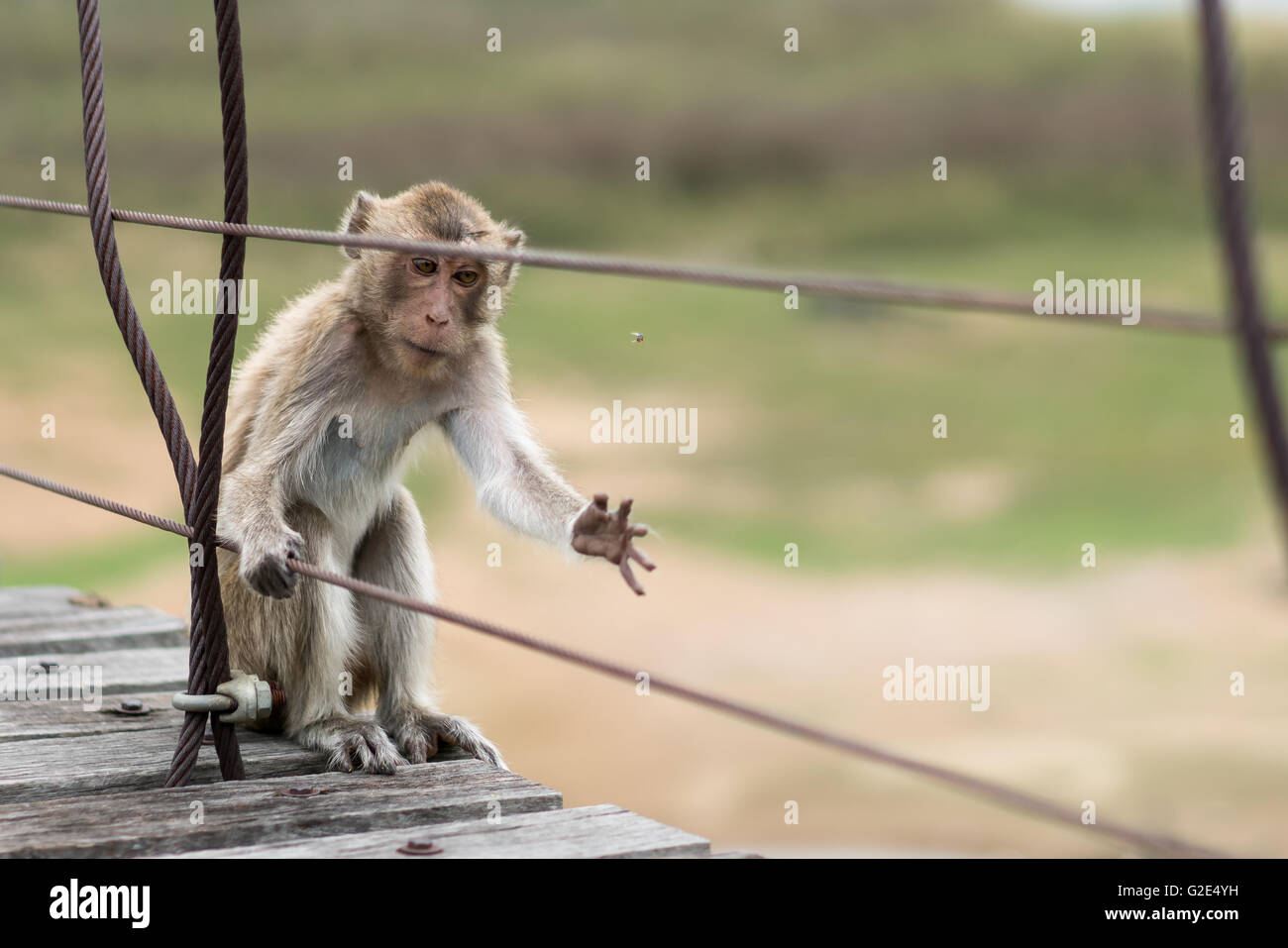 Hungry monkey, wounded animal, catching a fly to eat, hunger or survival concept Stock Photo