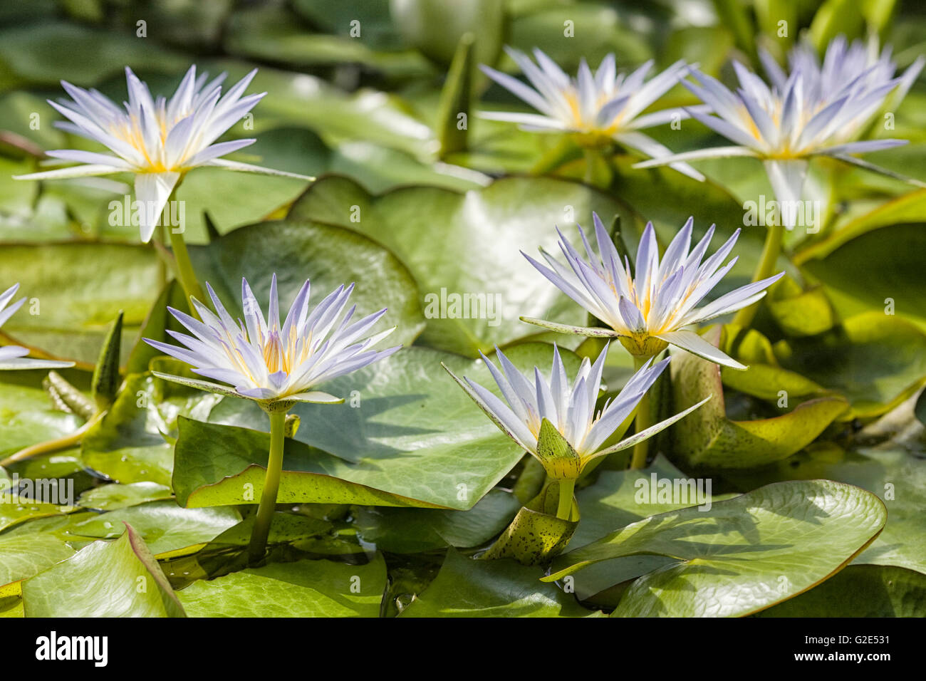 Water Lilies, Nymphaea in garden pond Stock Photo