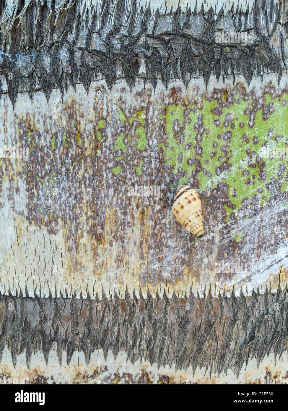 a small snail on a tree trunk of a palm tree in St Bart's Stock Photo