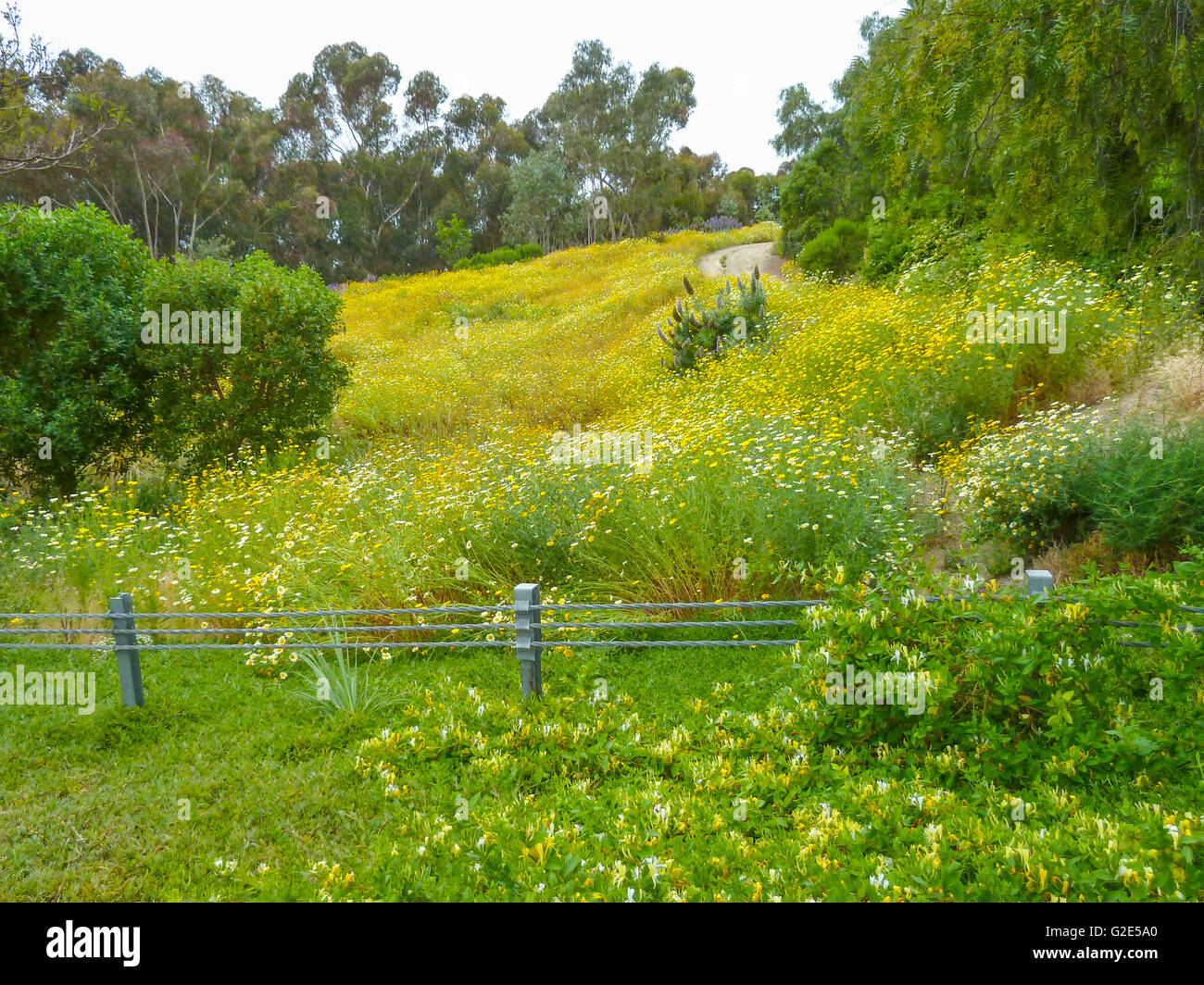 beautiful southern California landscape in April with trees, flowering plants and a path Stock Photo