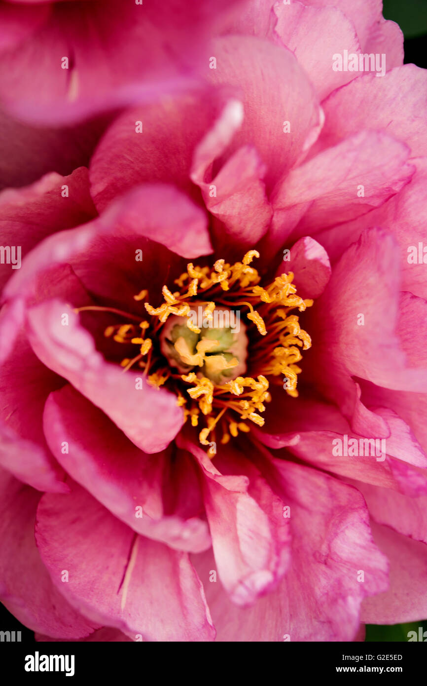 pink rose closeup with yellow pollen Stock Photo